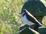 Aves