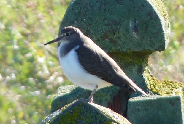 Maçarico-das-rochas