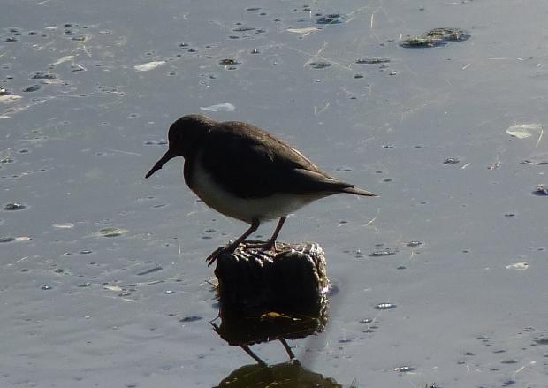 Maçarico-das-rochas