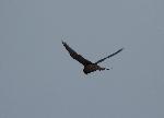 Aves