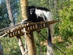 Colobo-guereza-kikuyu <i>(Colobus guereza kikuyuensis)</i>