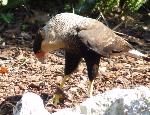 Aves