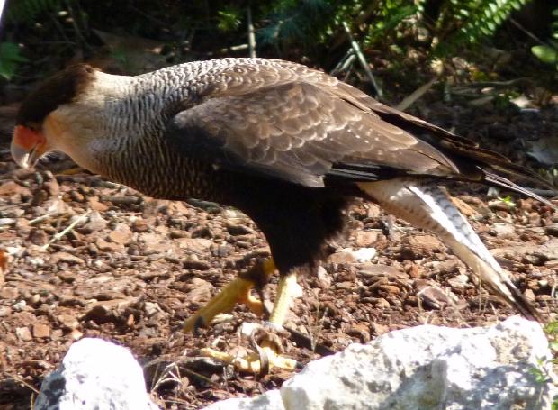 Caracará