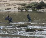 Aves