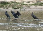 Aves