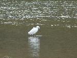 Aves
