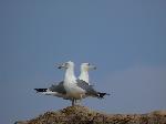 Aves