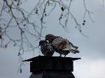 Aves