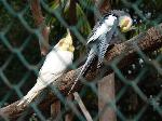 Aves