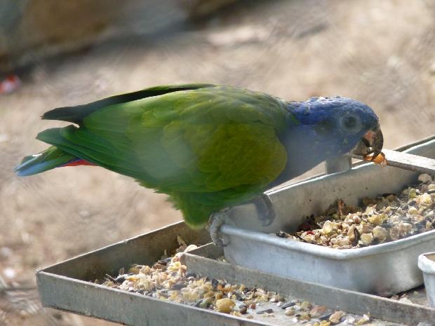 Papagaio-de-cabeça-azul