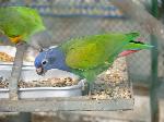 Aves