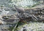 Aves