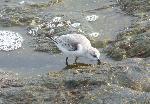 Aves
