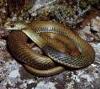 Cobra-rateira <i>(Malpolon monspessulanus)</i>