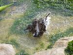 Aves