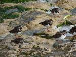 Aves