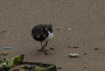 Aves