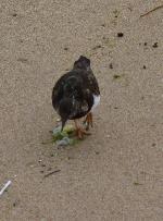 Aves