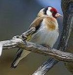 Aves