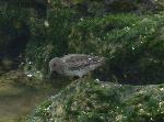 Aves