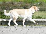Cães