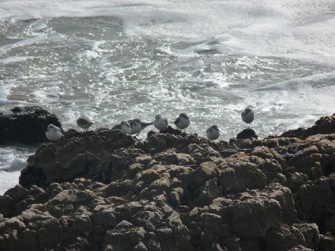 Pilritos-das-praias
