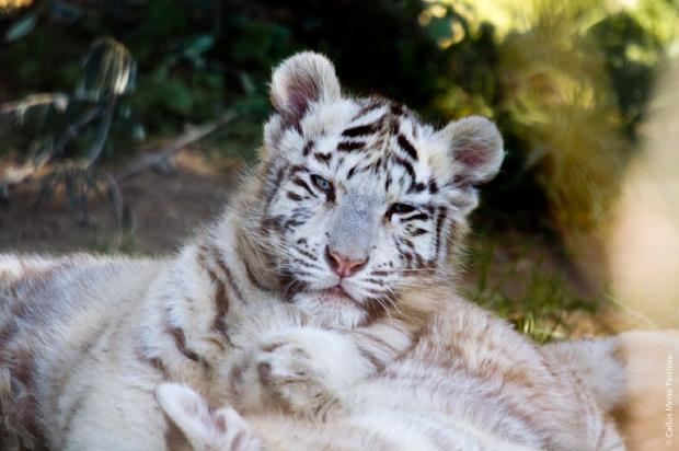 Crias de tigre-branco