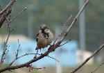 Aves