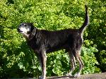 Cães