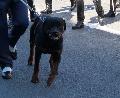 Rottweiler - GNR