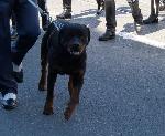 Rottweiler