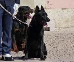 Cães