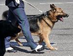 Cães