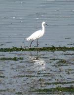 Aves