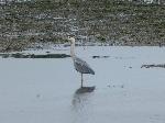 Aves