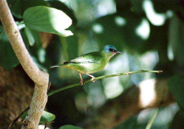 Saíra verde