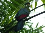 Aves