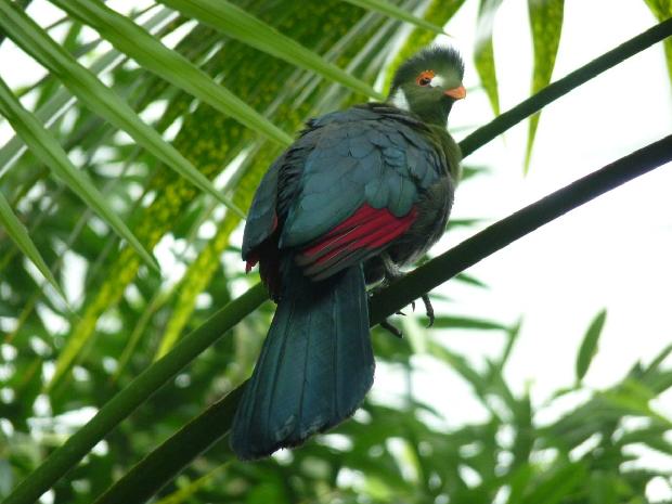 Turaco-de-face-branca