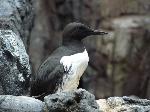 Aves