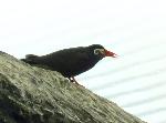 Aves