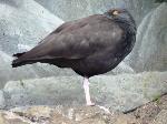 Aves