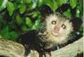 Aye-aye