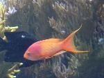 Anthias-de-barbatana-filamentosa <i>(Nemanthias carberryi)</i>