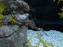 Dragão-marinho-comum
