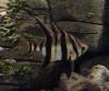Zebra-de-armadura <i>(Enoplosus armatus)</i>