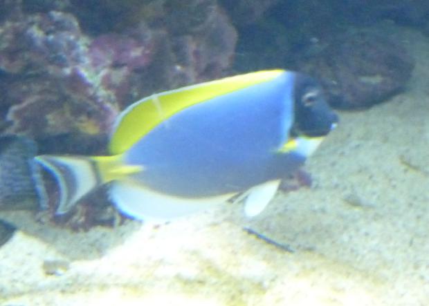 Cirurgião-azul-claro