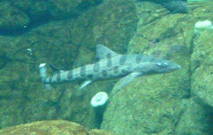 Tubarão-leopardo