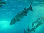 Barracuda-gigante <i>(Sphyraena barracuda)</i>