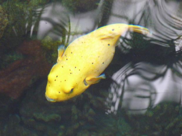 Peixe-balão-de-pintas-pretas