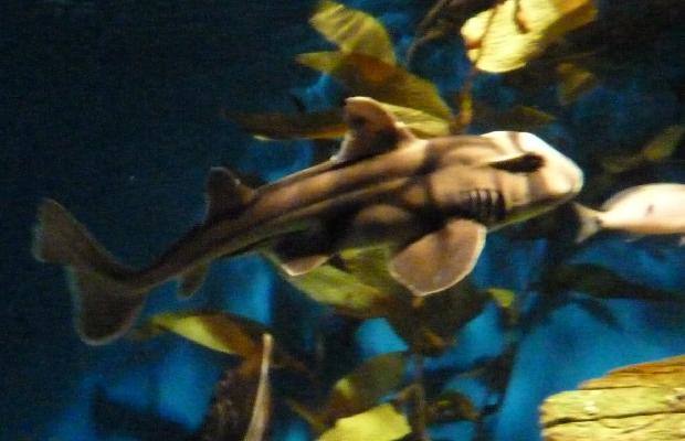 Tubarão-de-Port-Jackson